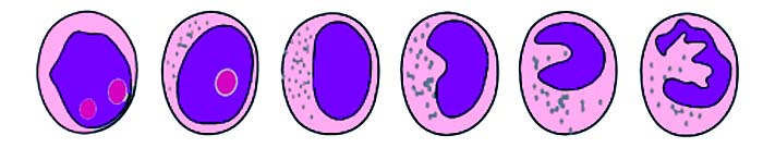 stadia rozwoju neutrofila